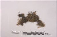 藏品(臺灣絨蘚)的圖片